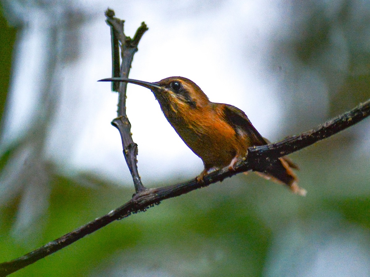 Stripe-throated Hermit - ML637703978