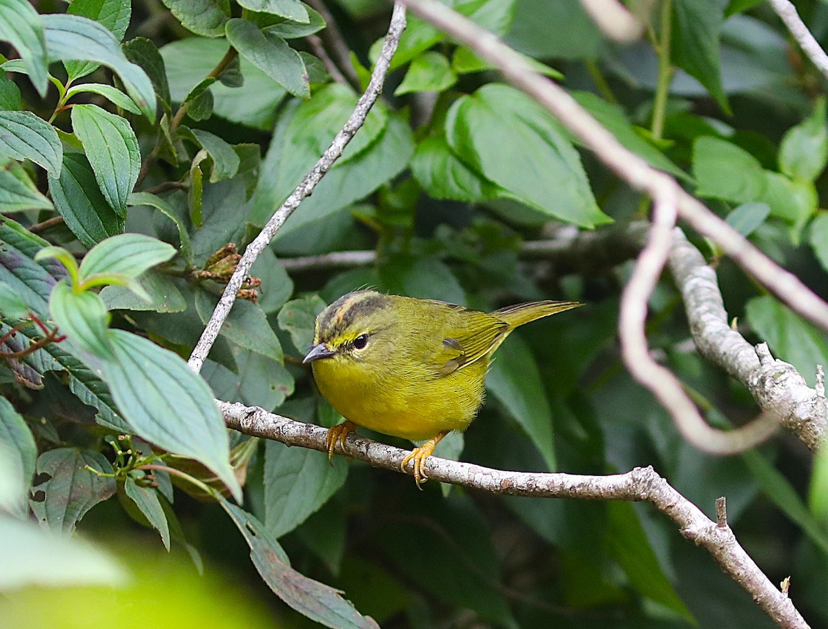 Two-banded Warbler - ML637703984