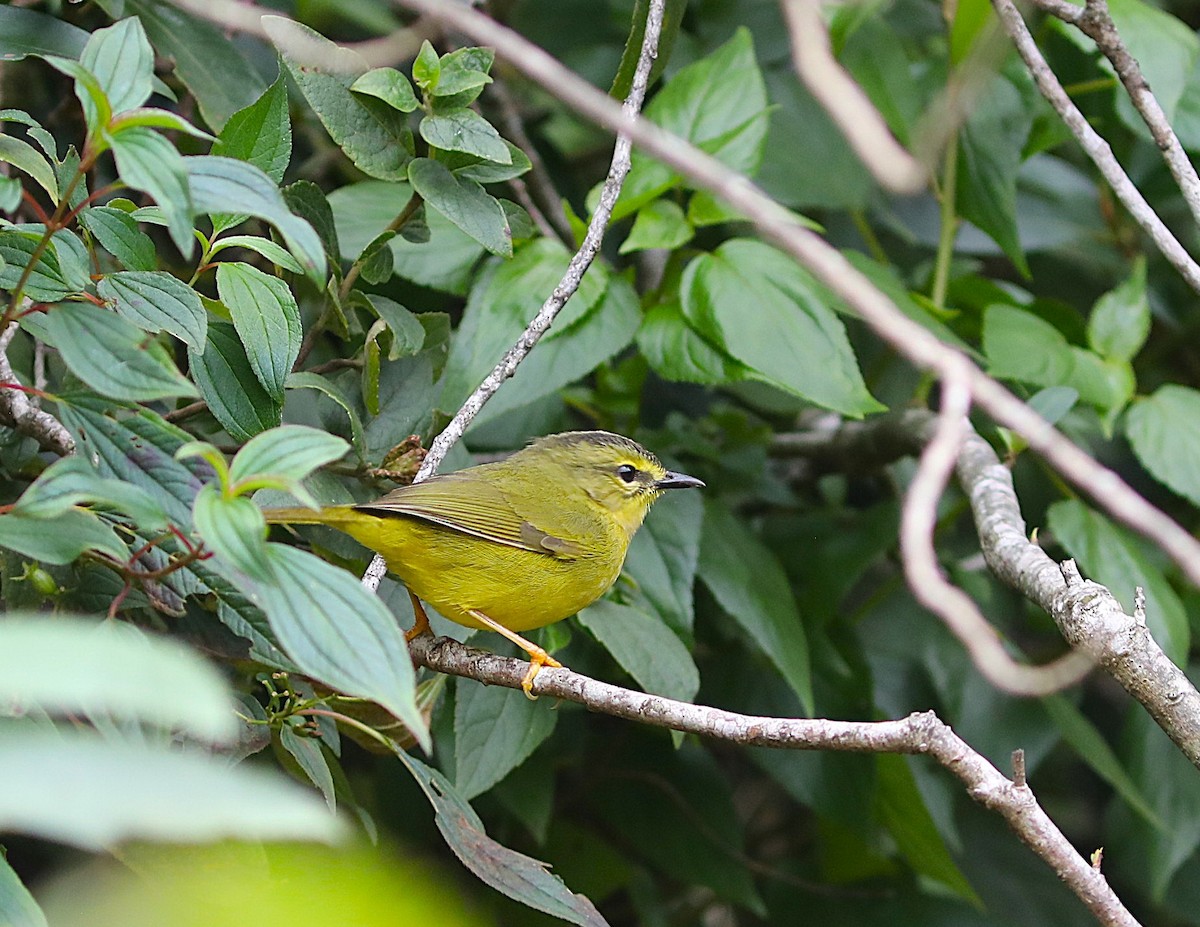 Two-banded Warbler - ML637703986