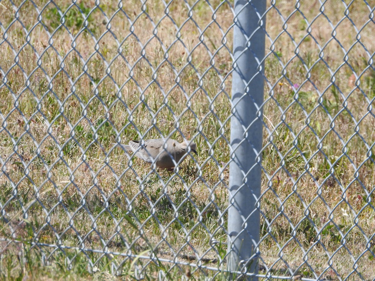 Mourning Dove - ML637704000