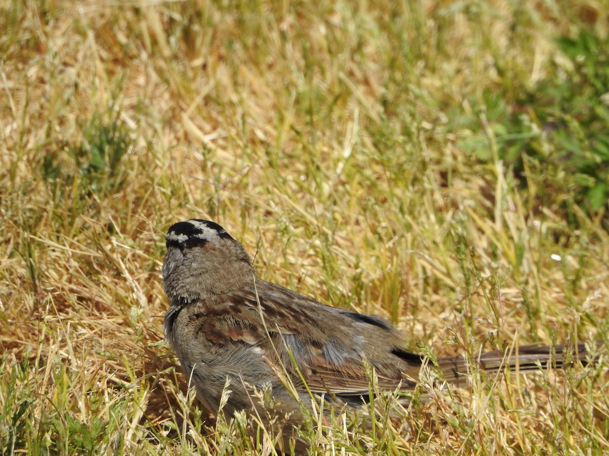 White-crowned Sparrow (pugetensis) - ML637704007