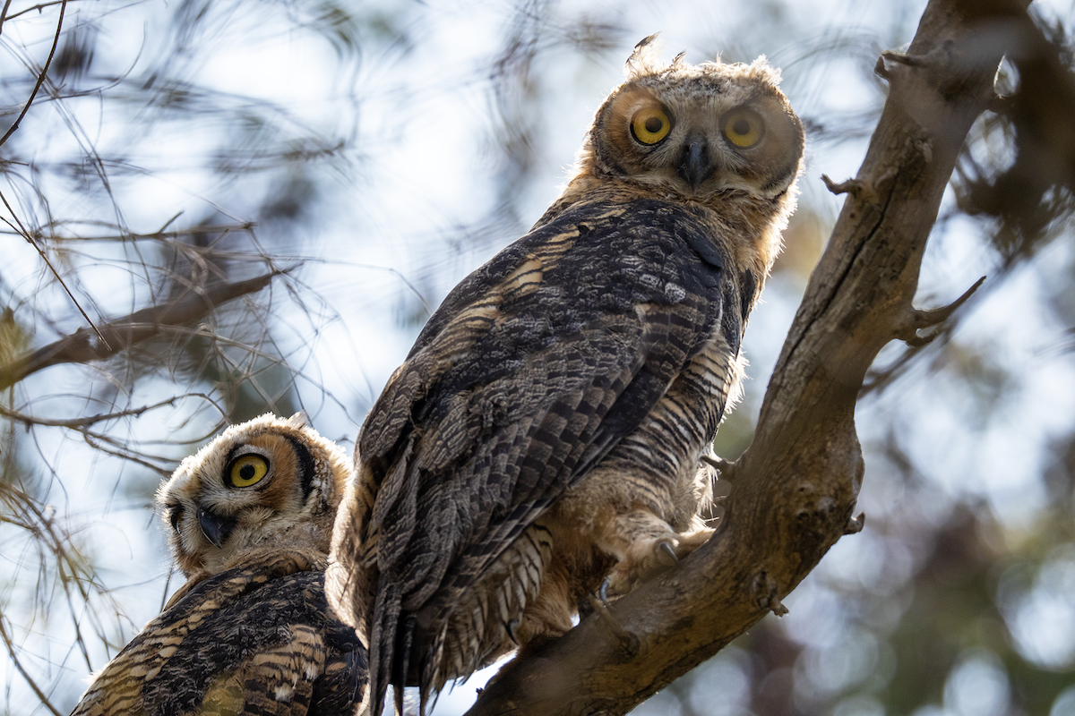 Great Horned Owl - ML637704017