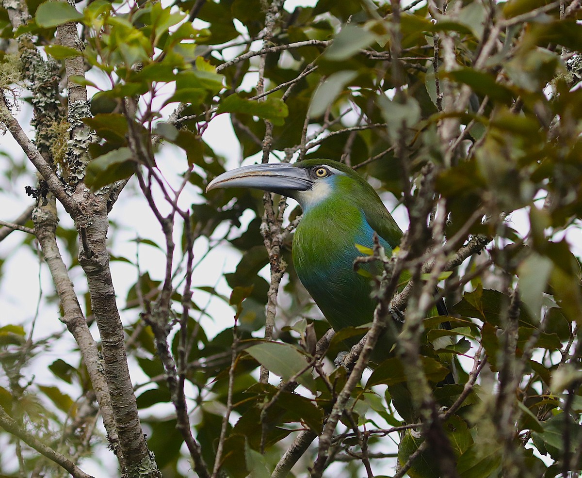 Blue-banded Toucanet - ML637704023