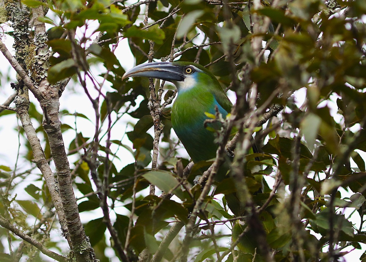 Blue-banded Toucanet - ML637704024