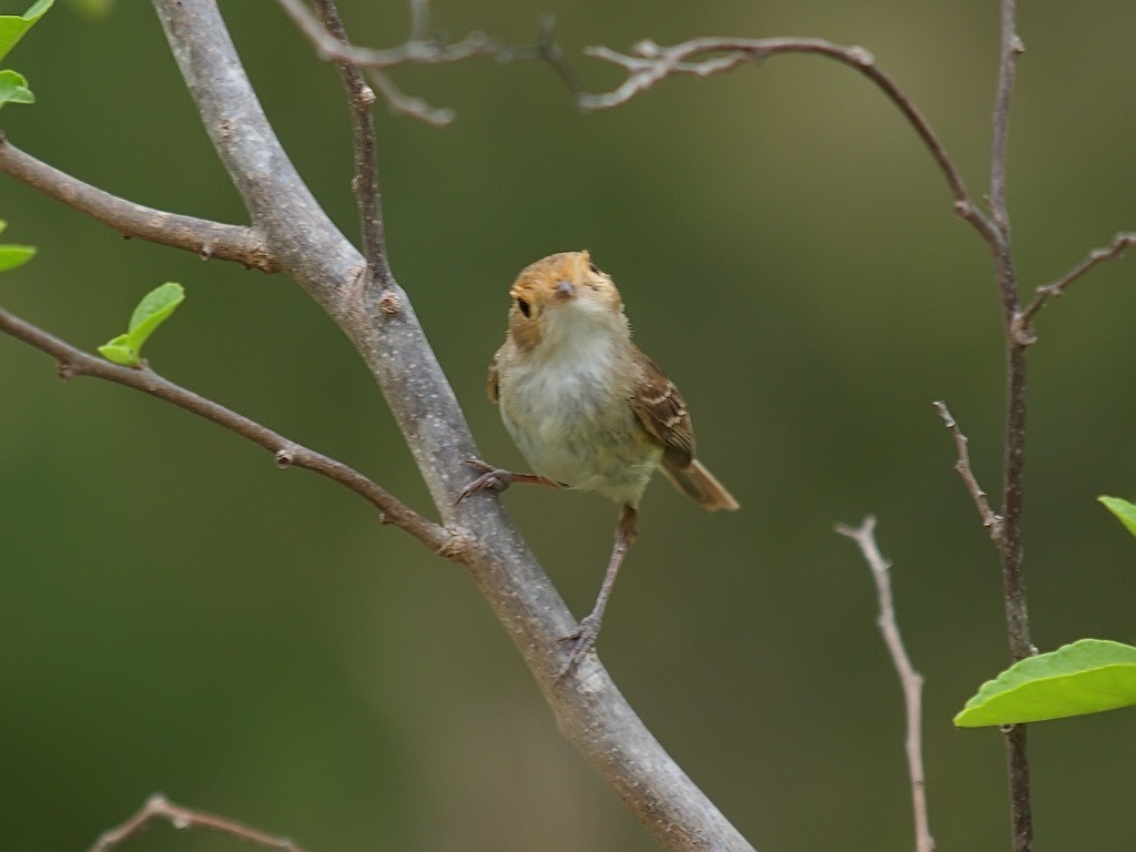 Fulvous-faced Scrub-Tyrant - ML637704025