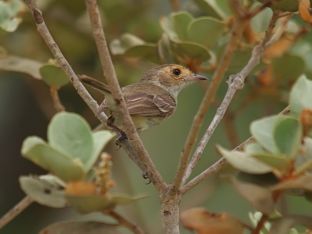 Fulvous-faced Scrub-Tyrant - ML637704027