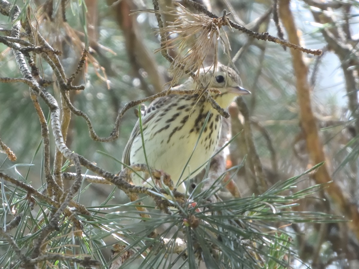 Tree Pipit - ML637704033