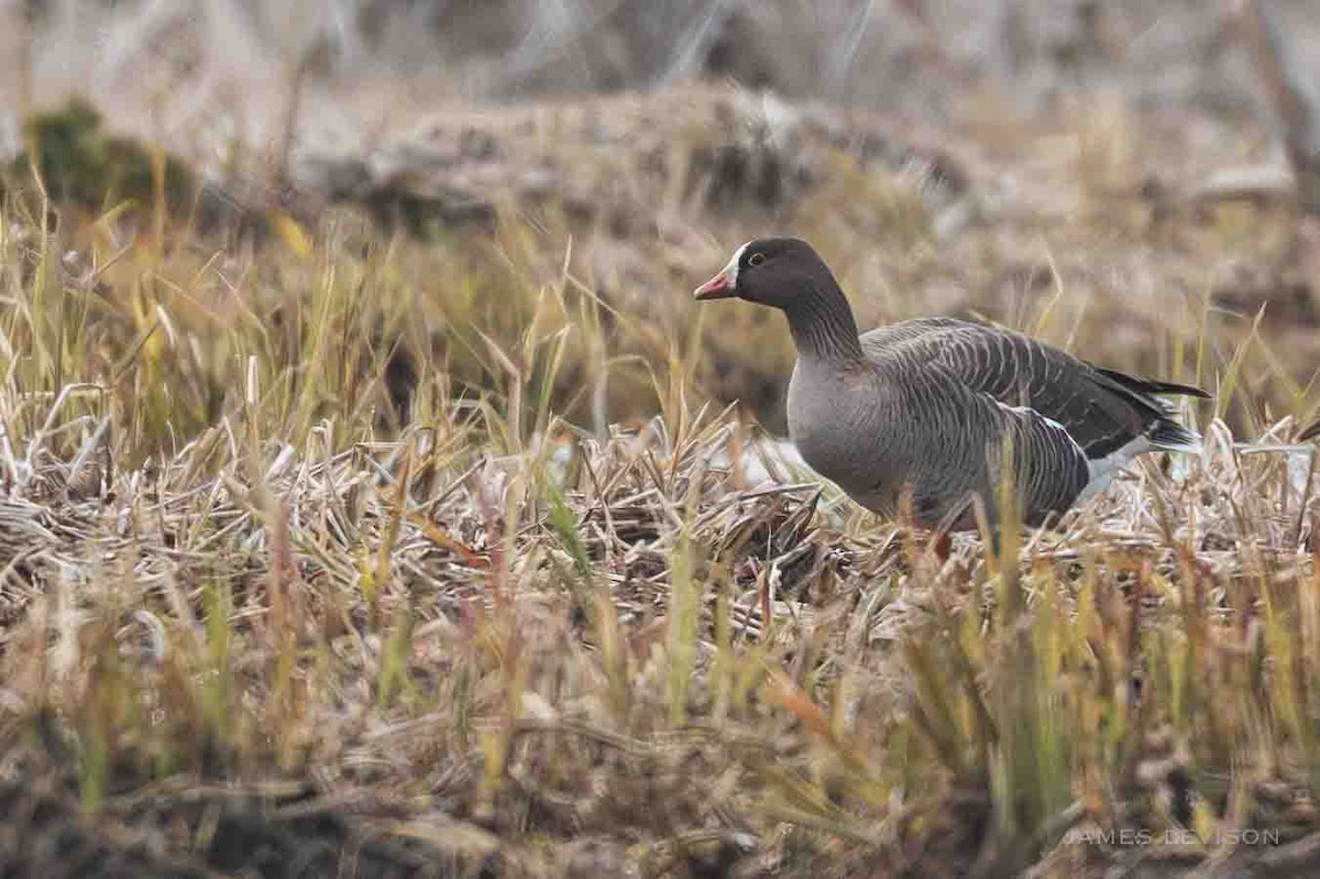 Lesser White-fronted Goose - ML637704035