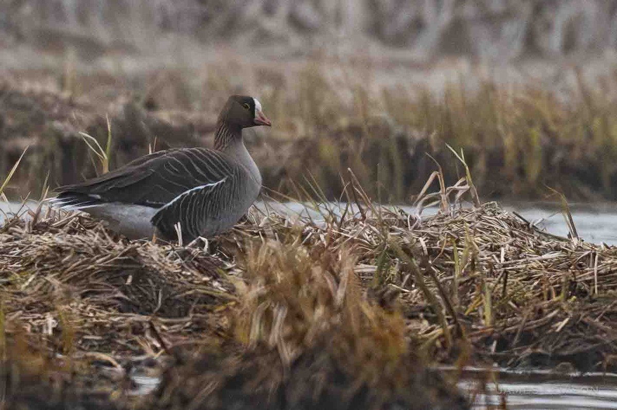 Lesser White-fronted Goose - ML637704039
