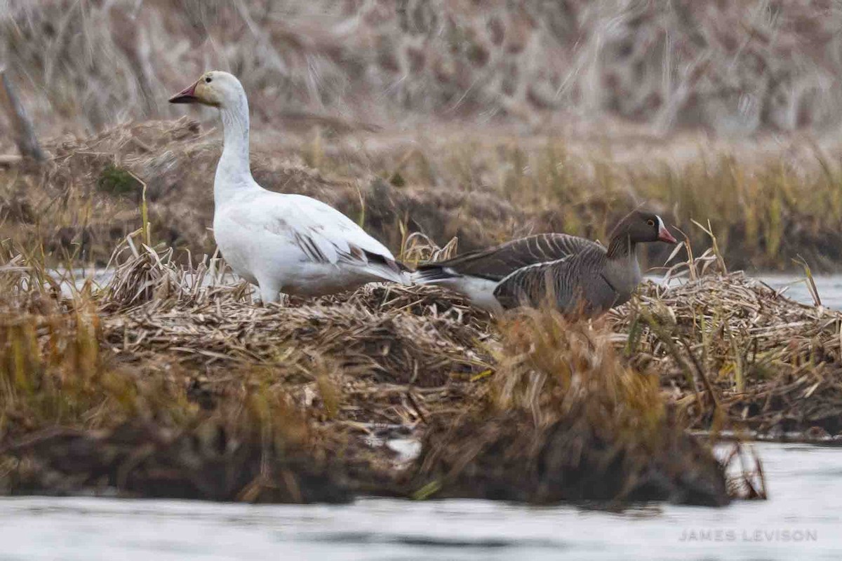 Lesser White-fronted Goose - ML637704042