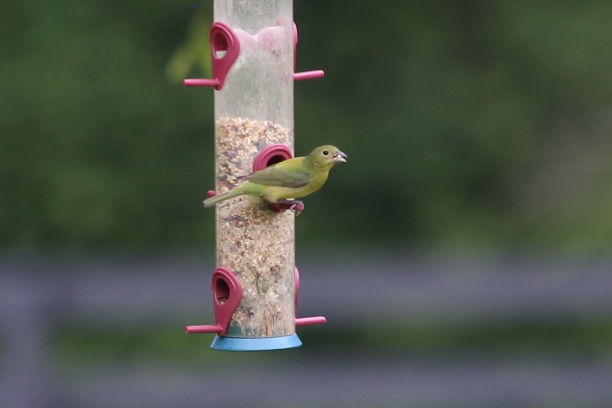 Painted Bunting - ML637704049