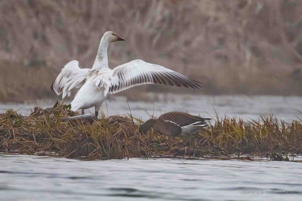 Lesser White-fronted Goose - ML637704051