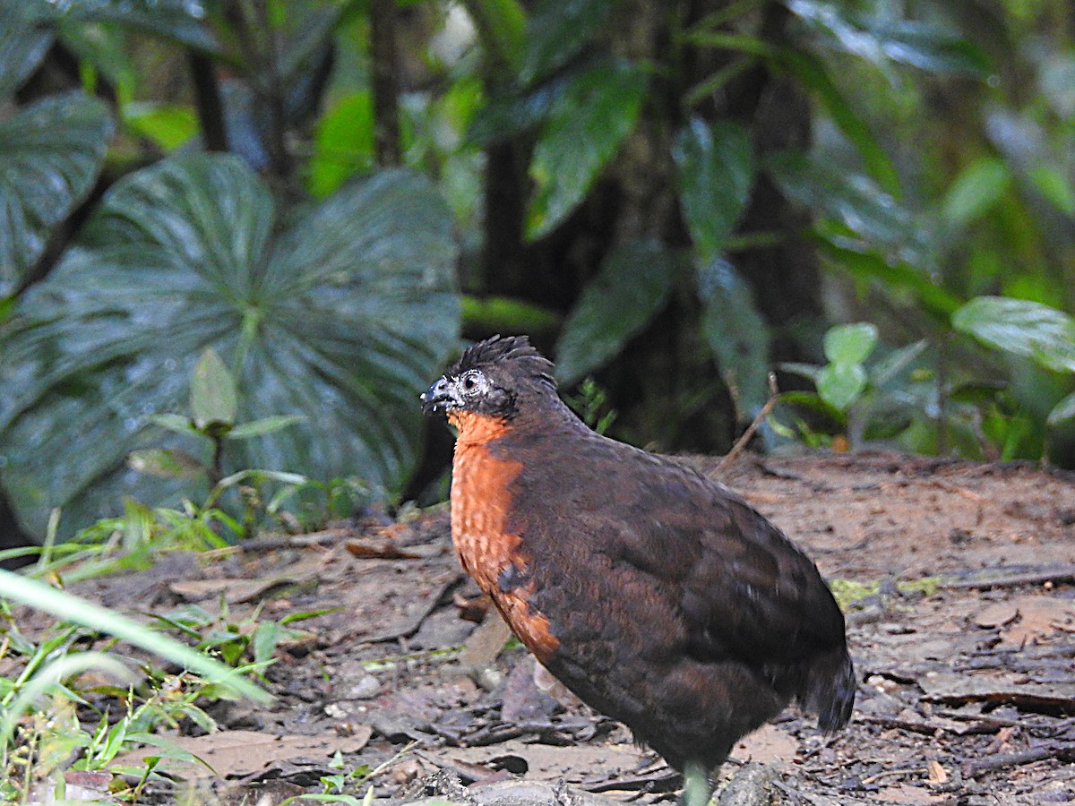 Dark-backed Wood-Quail - ML637704179