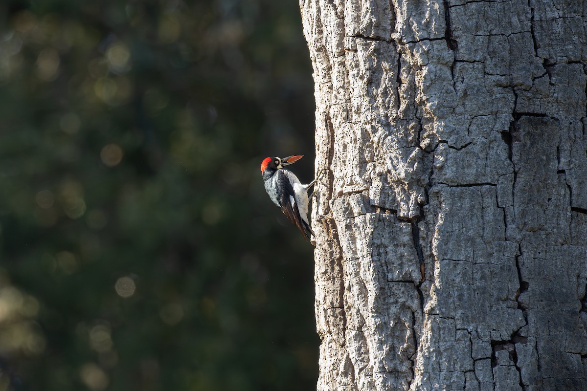 Acorn Woodpecker - ML637704198