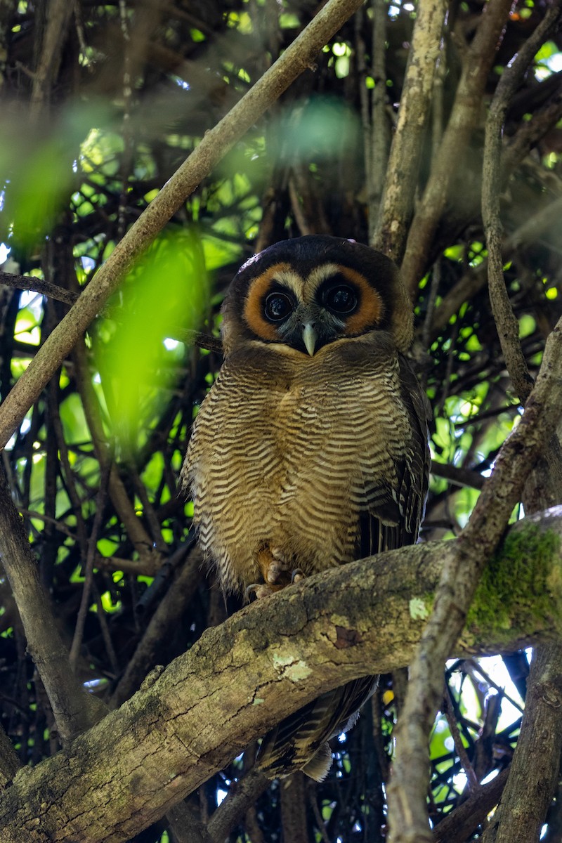 Brown Wood-Owl - ML637704229