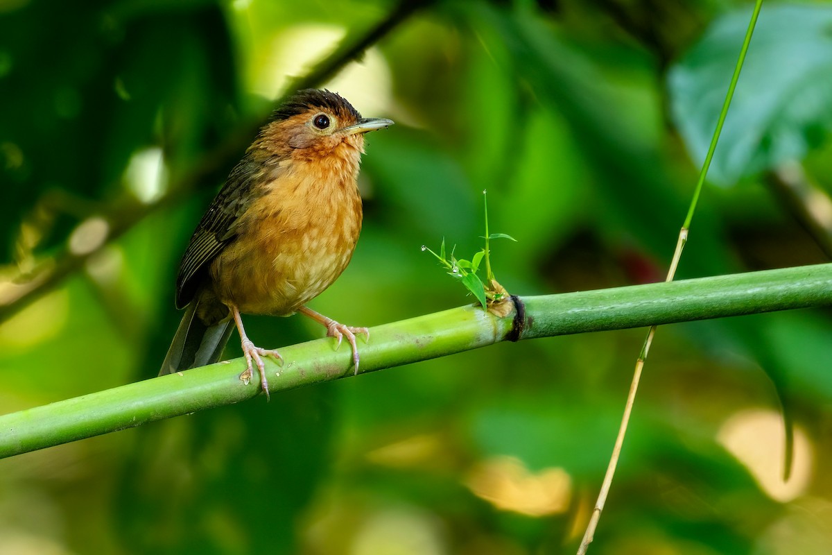 Brown-capped Babbler - ML637704240