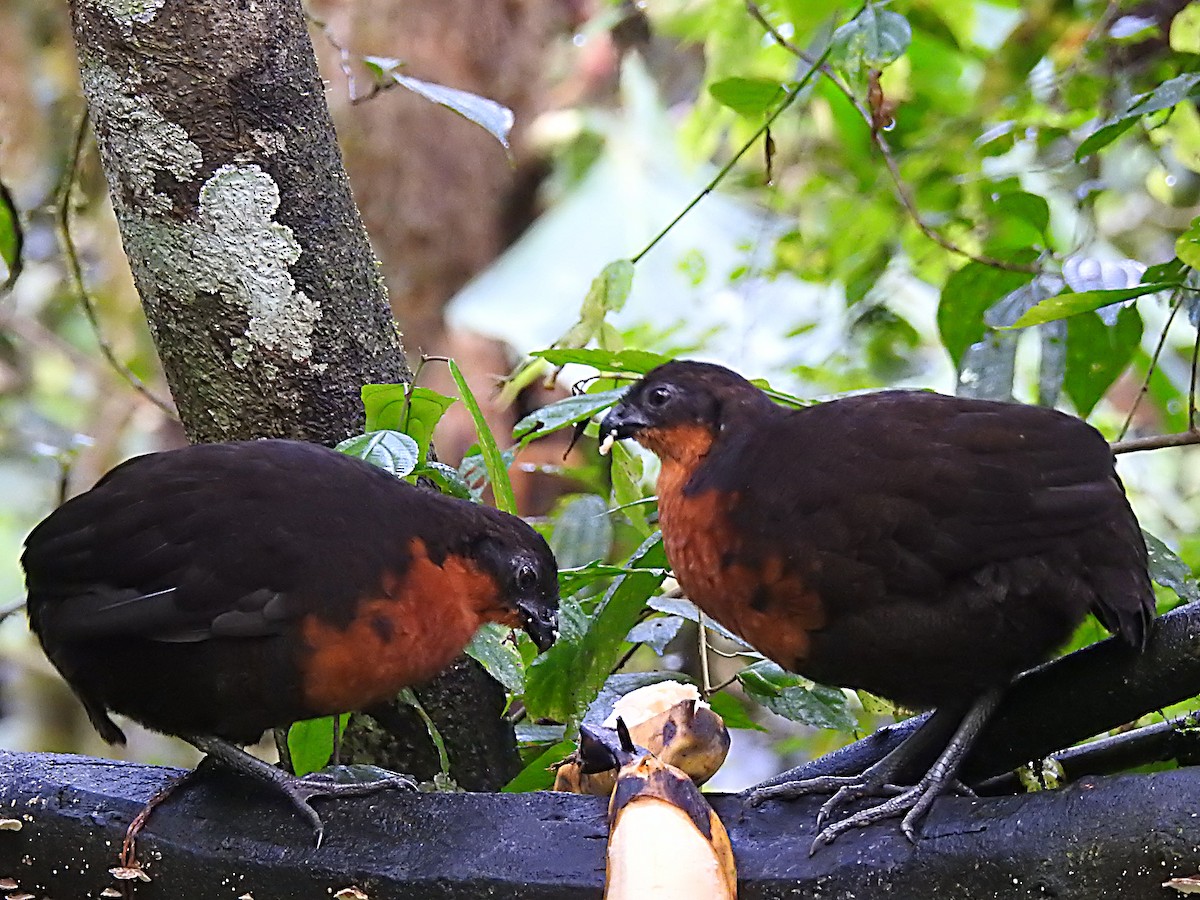Dark-backed Wood-Quail - ML637704241