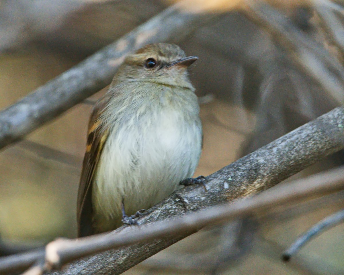 Fuscous Flycatcher - ML637704243
