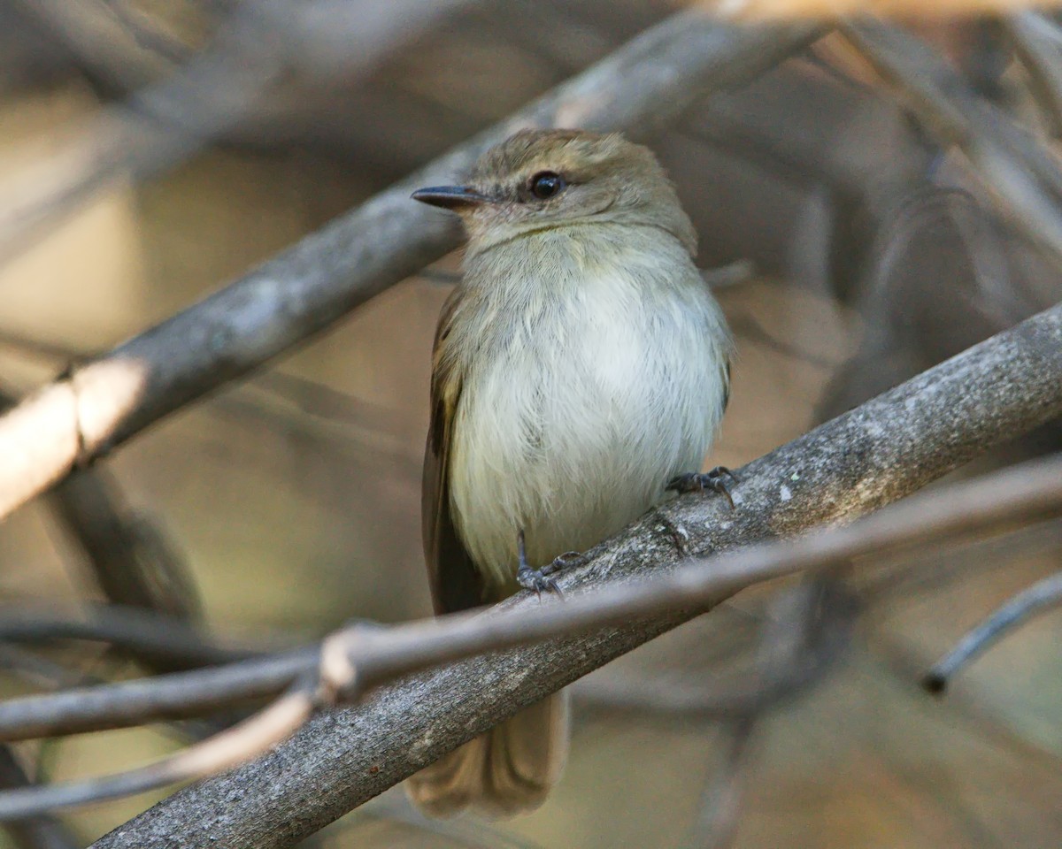 Fuscous Flycatcher - ML637704244