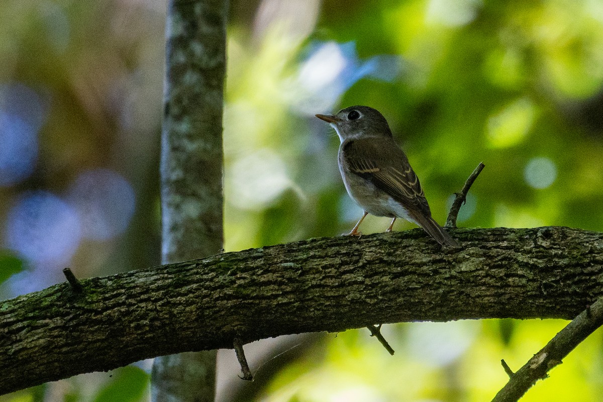 Brown-breasted Flycatcher - ML637704255