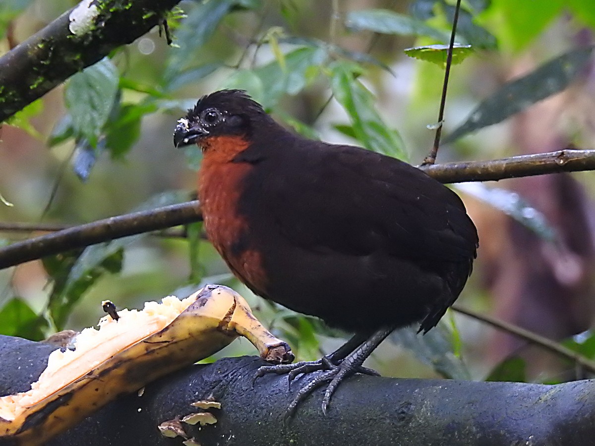 Dark-backed Wood-Quail - ML637704258