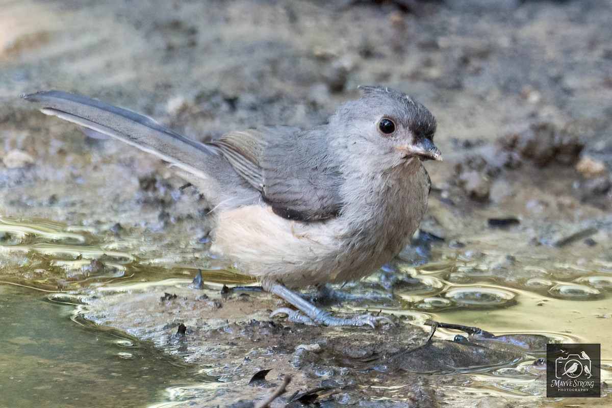 Tufted Titmouse - ML637704309