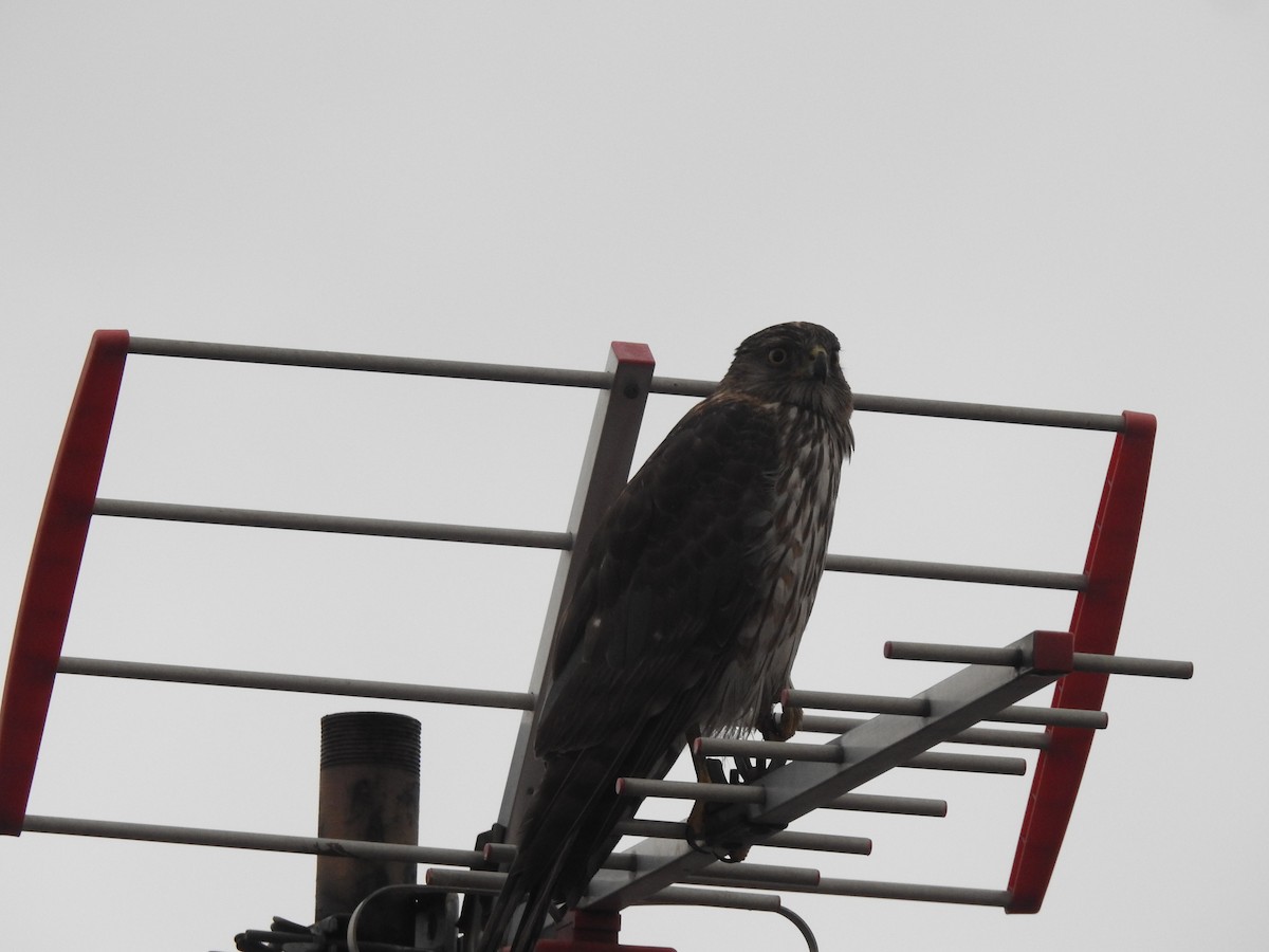 Cooper's Hawk - ML637704433
