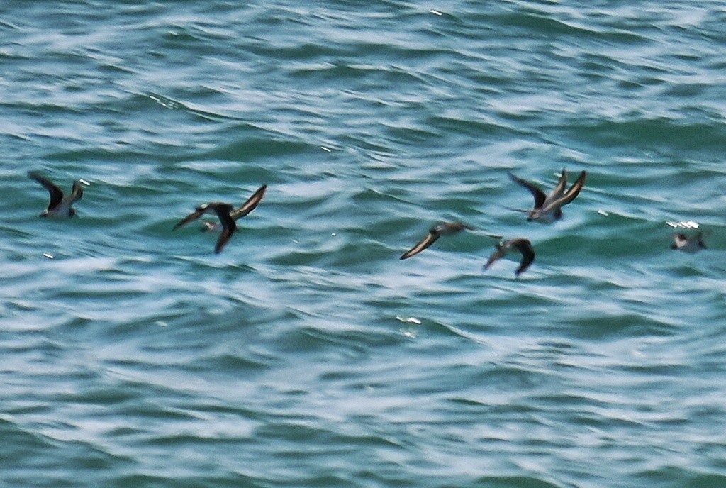 shorebird sp. - ML637704435