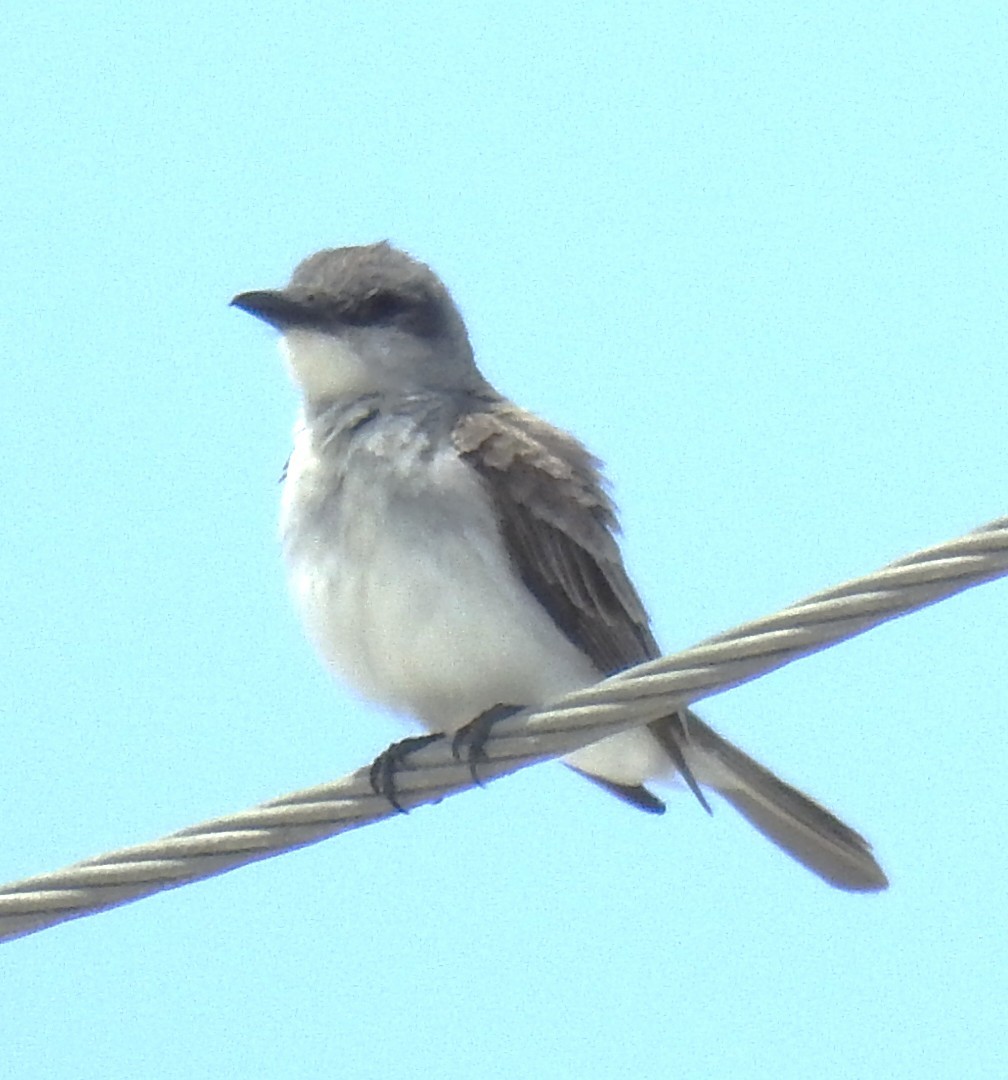 Gray Kingbird - ML637704450