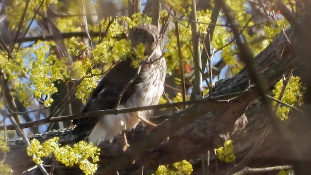 Cooper's Hawk - ML637704493