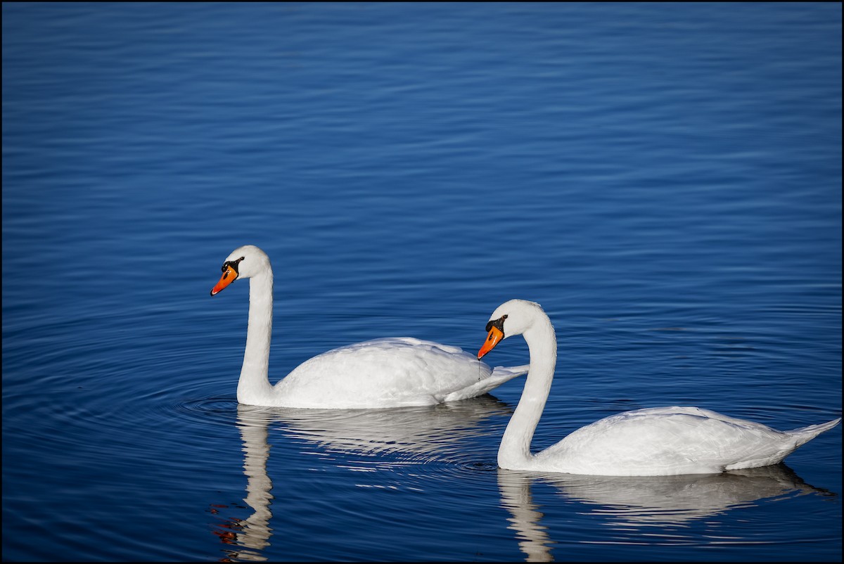Mute Swan - ML637704539