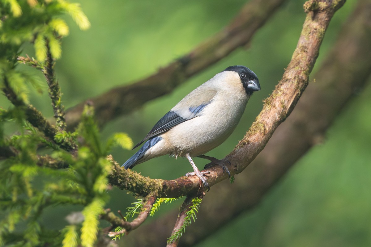 Azores Bullfinch - ML637704550