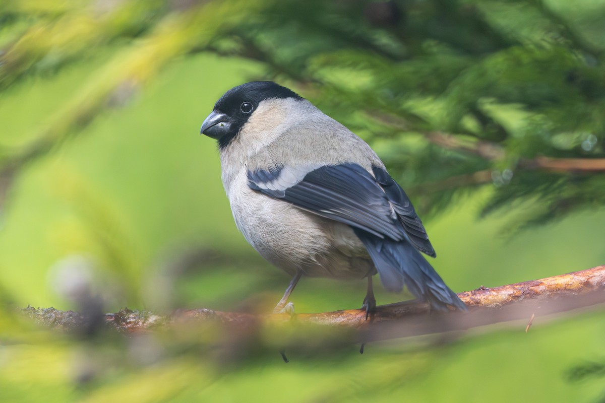 Azores Bullfinch - ML637704551