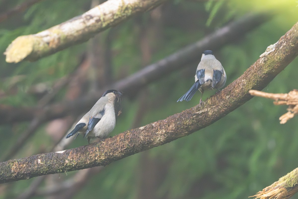 Azores Bullfinch - ML637704552