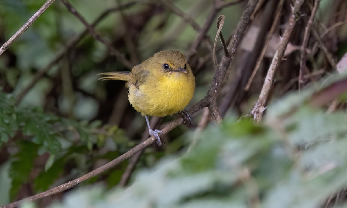 Mountain Yellow-Warbler - ML637704558