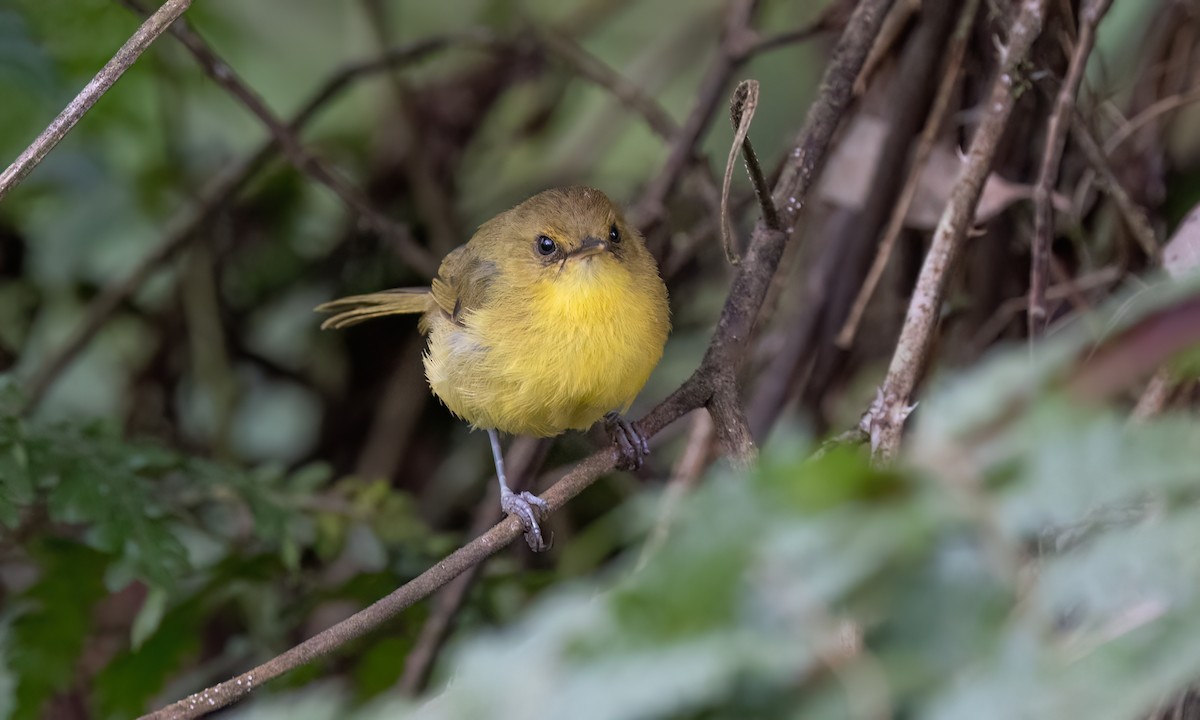 Mountain Yellow-Warbler - ML637704559