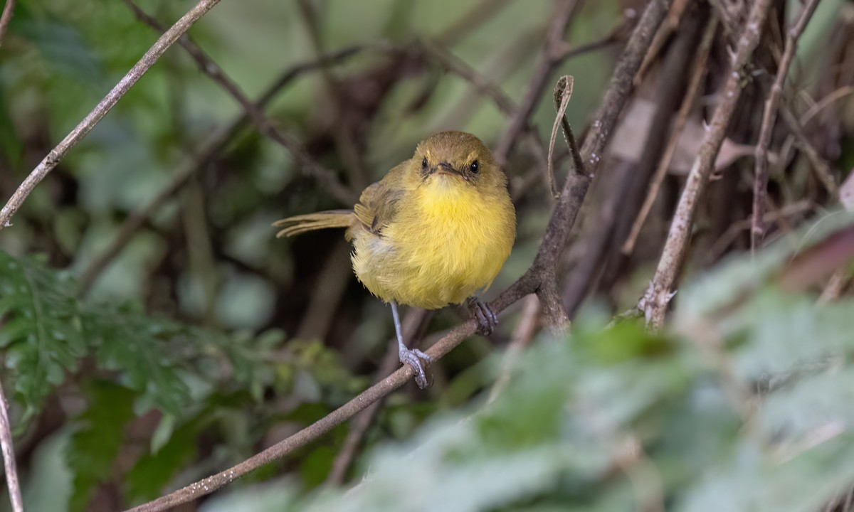 Mountain Yellow-Warbler - ML637704560