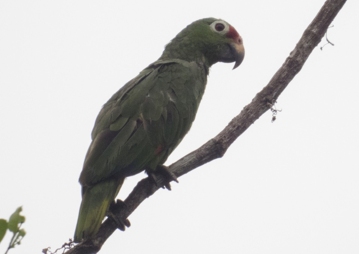 Red-lored Amazon - ML637704575