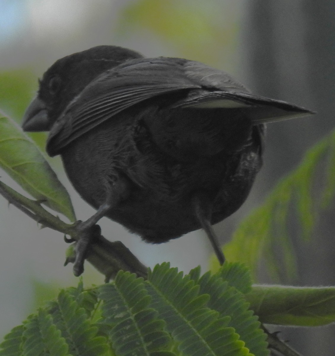 Black-faced Grassquit - ML637704579