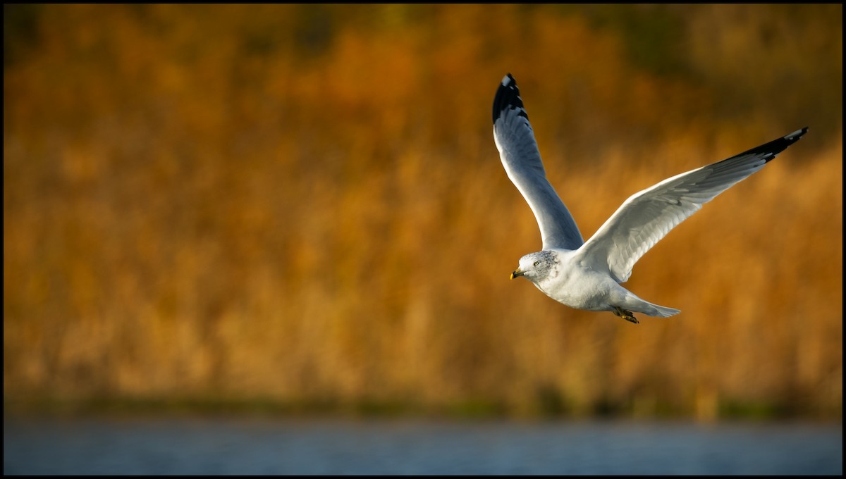 Ring-billed Gull - ML637704581