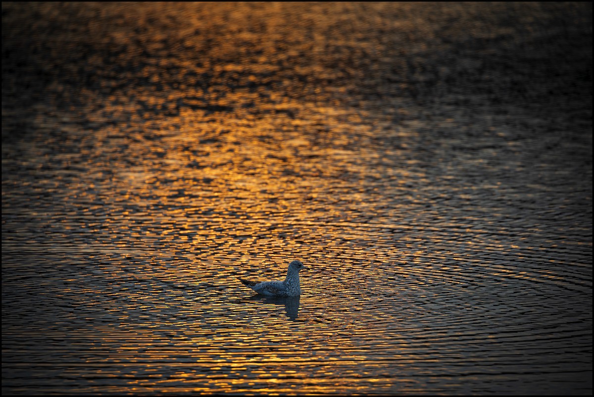 Ring-billed Gull - ML637704582
