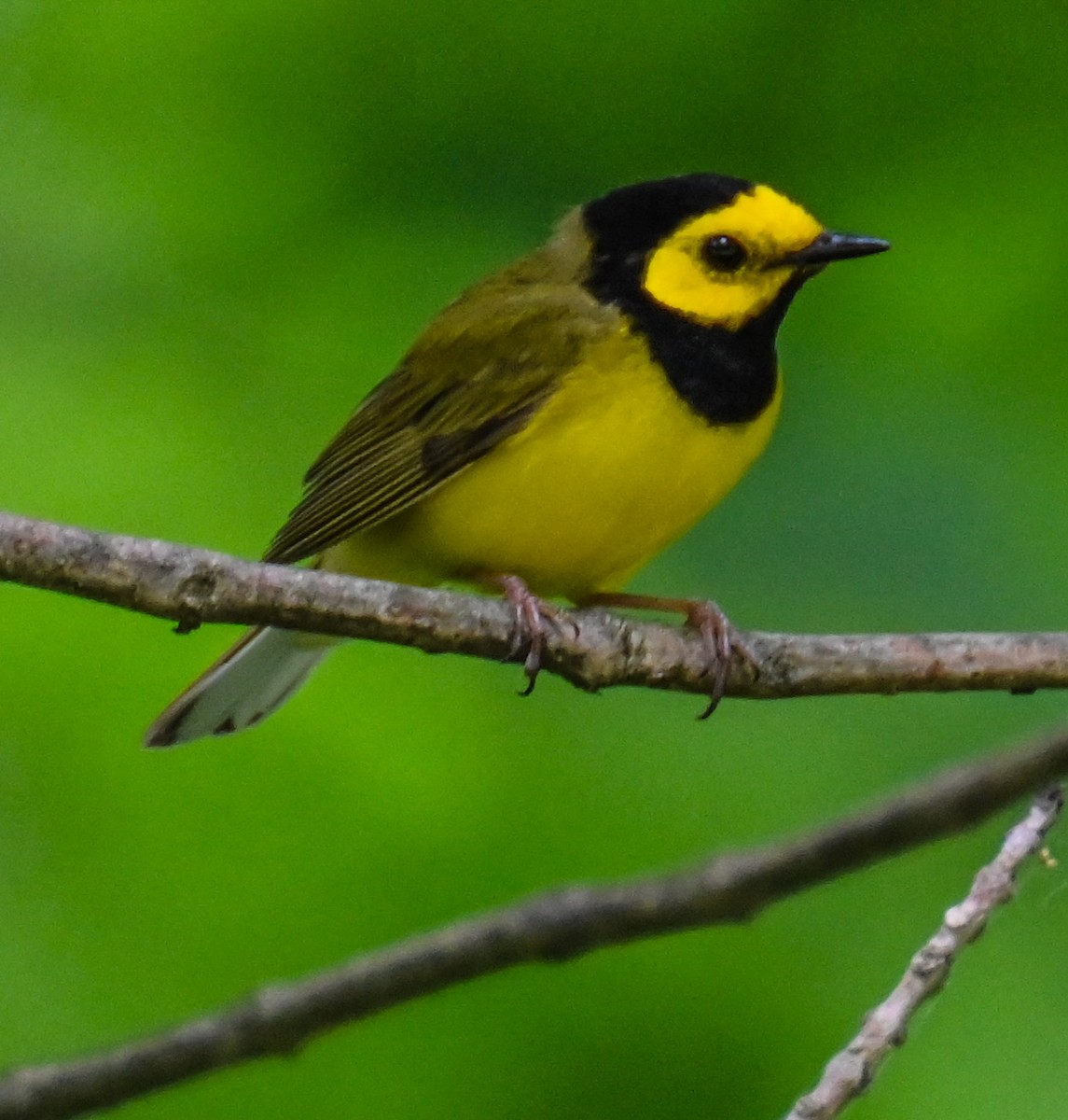 Hooded Warbler - ML637704587