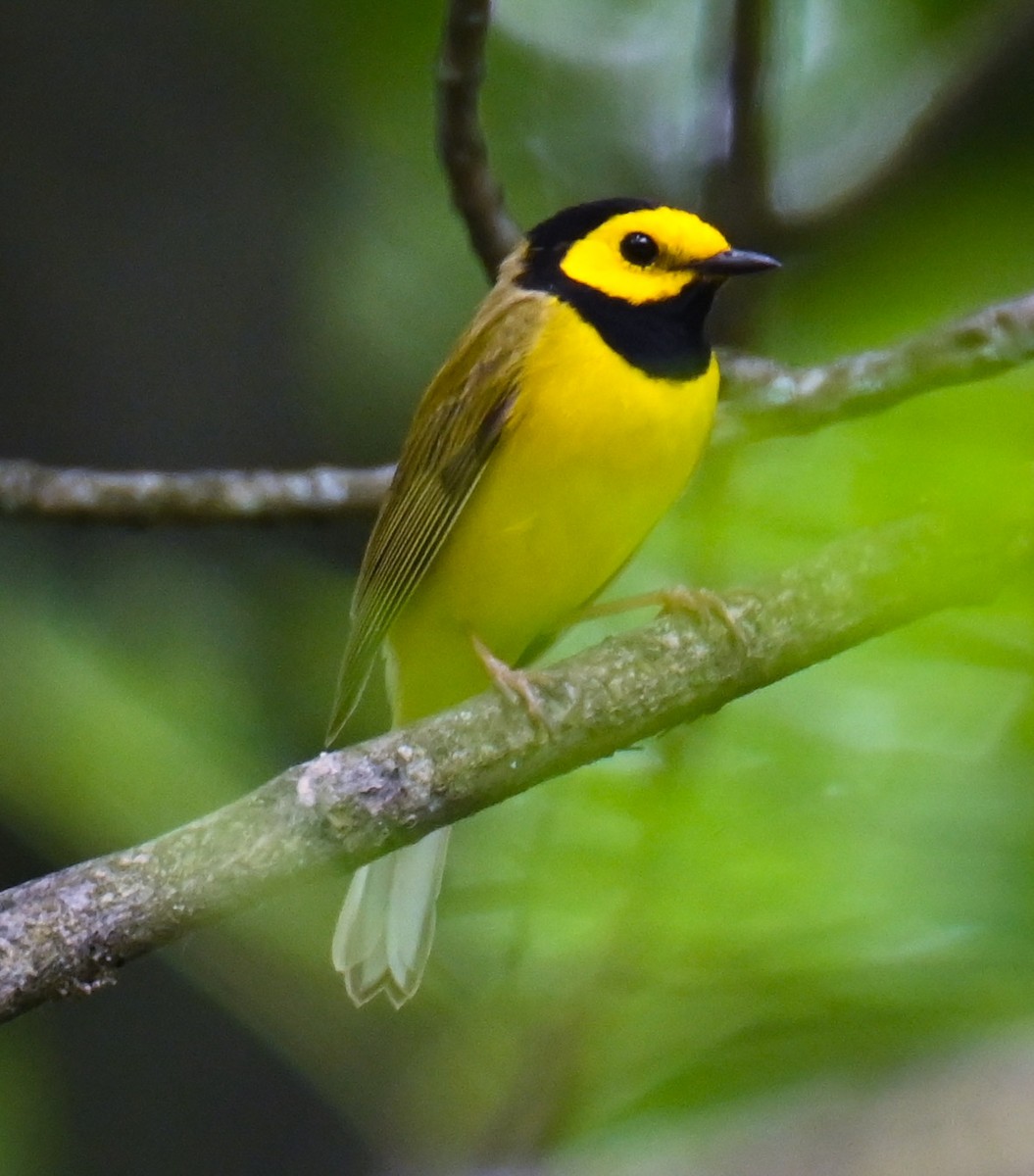 Hooded Warbler - ML637704588