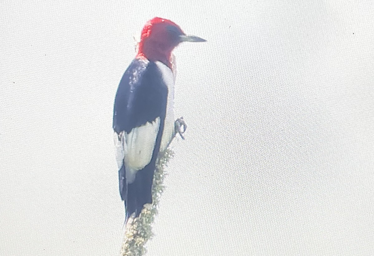 Rotkopfspecht - ML637704599