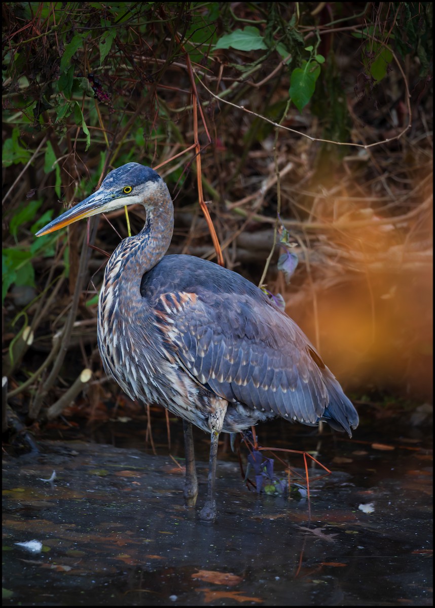 Great Blue Heron - ML637704609