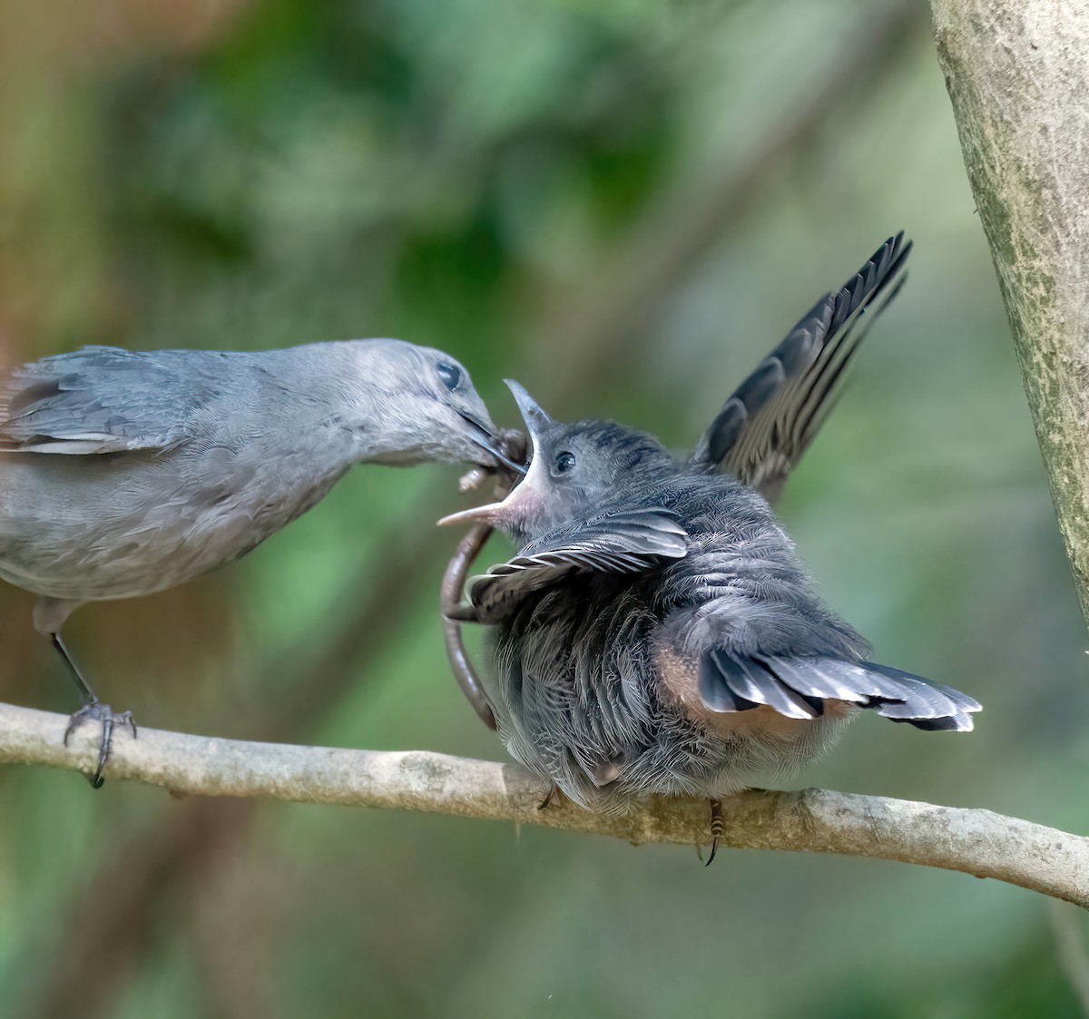 Gray Catbird - Jim Easton