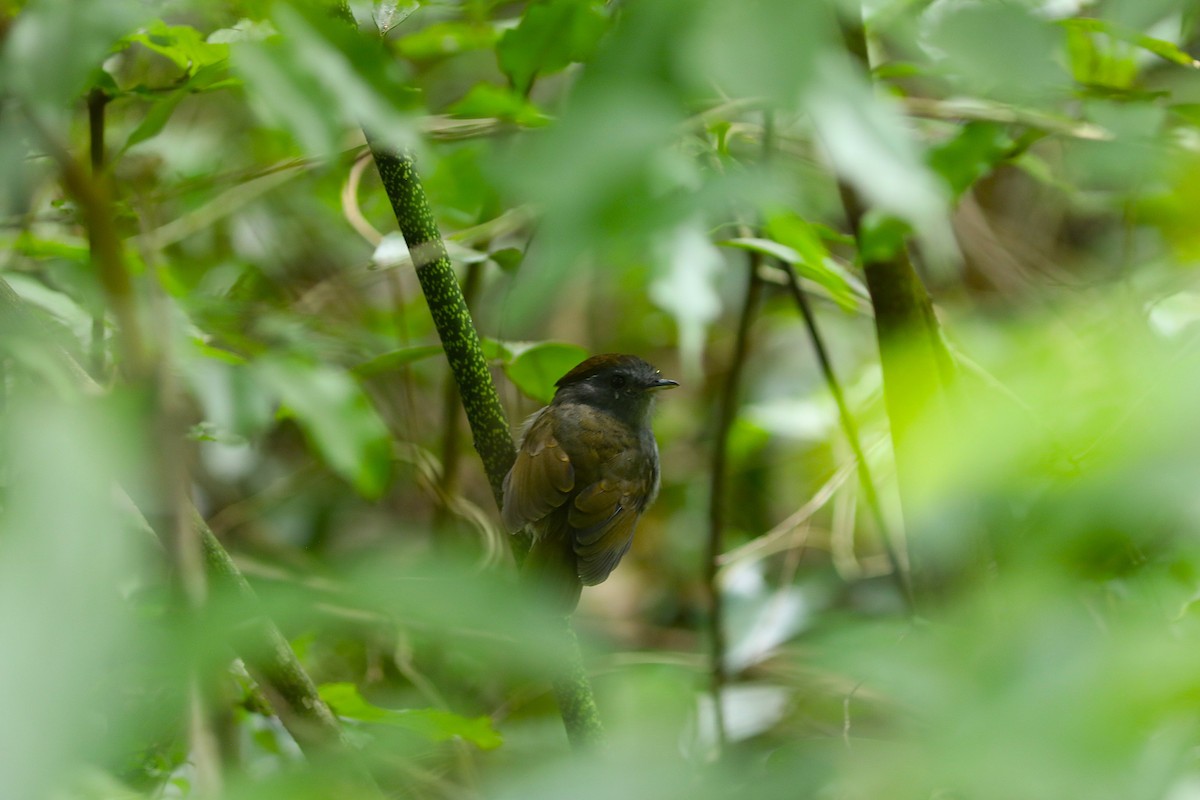 Slaty Gnateater - ML637704632
