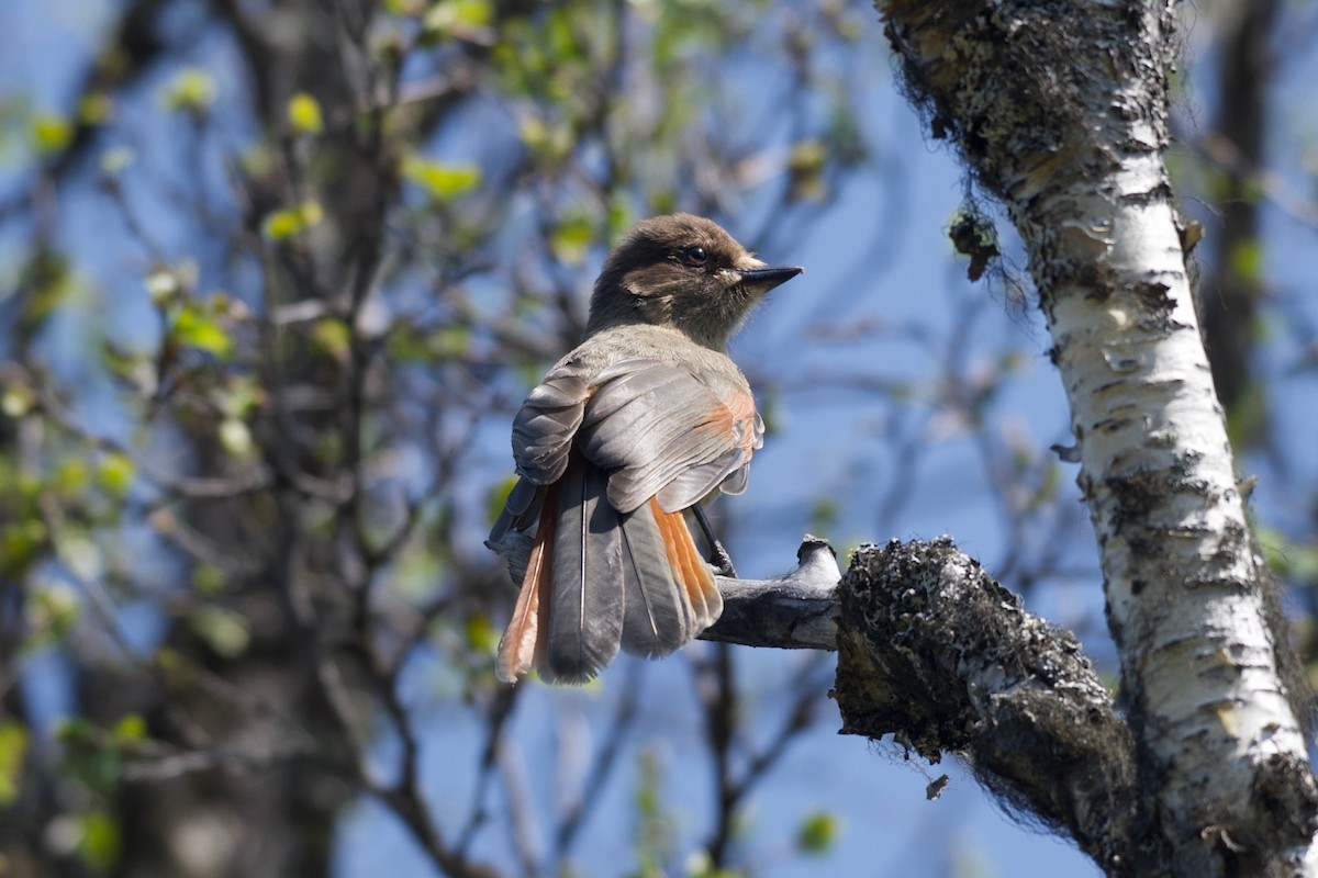 Siberian Jay - ML637704637