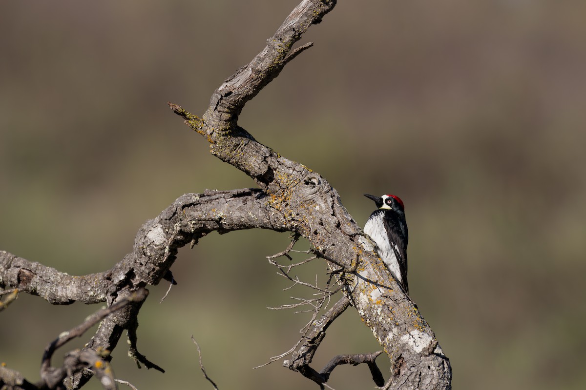 Acorn Woodpecker - ML637704670