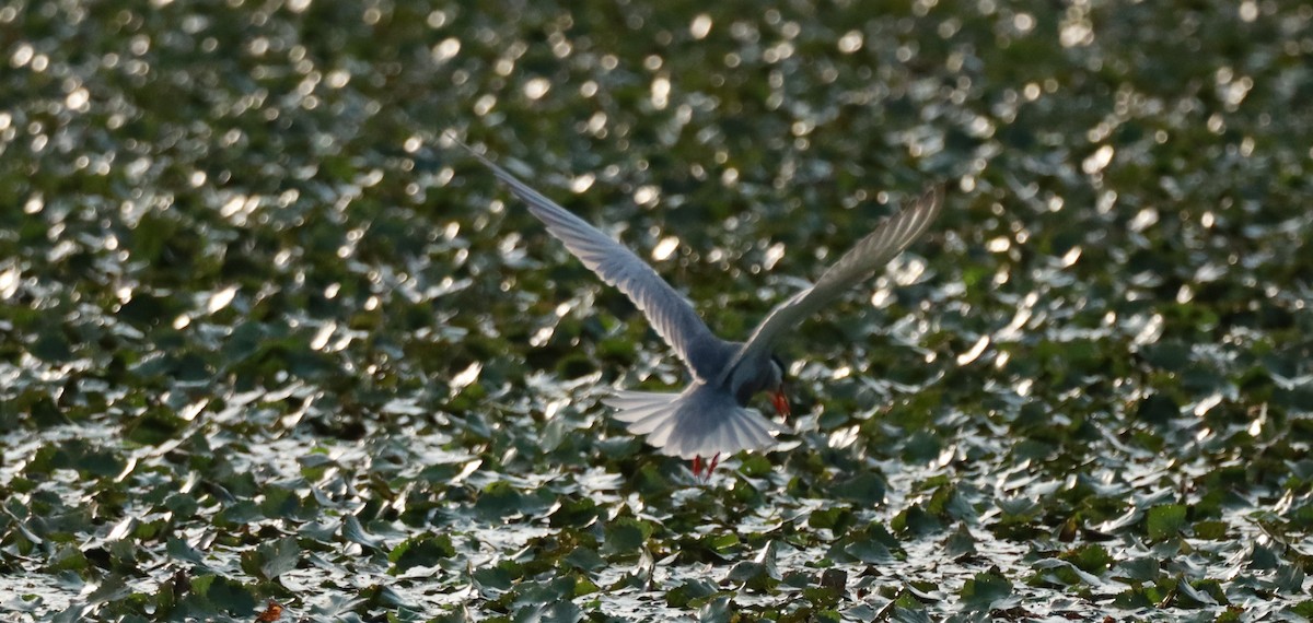 Whiskered Tern - ML637704685